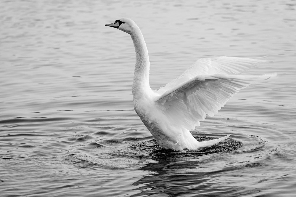 Photograph by Roman Dmitriev