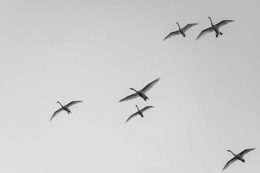 Photograph by Roman Dmitriev