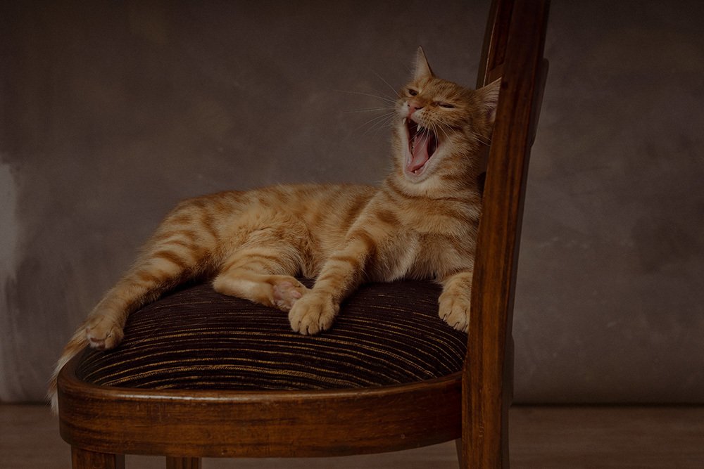 Photograph by Katarzyna Koludzka