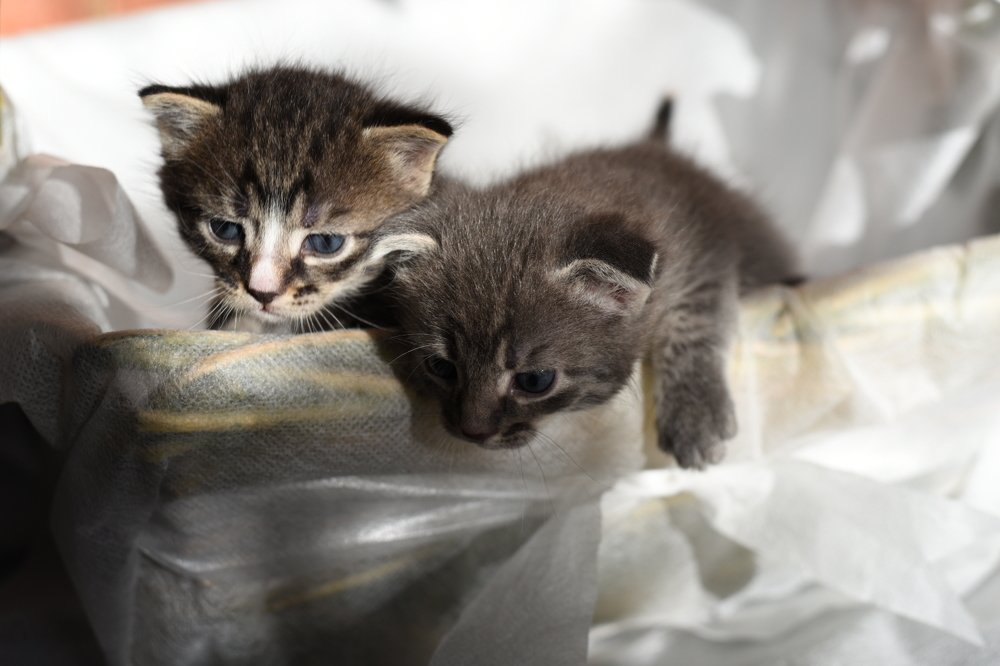 Photograph by Семен Батов