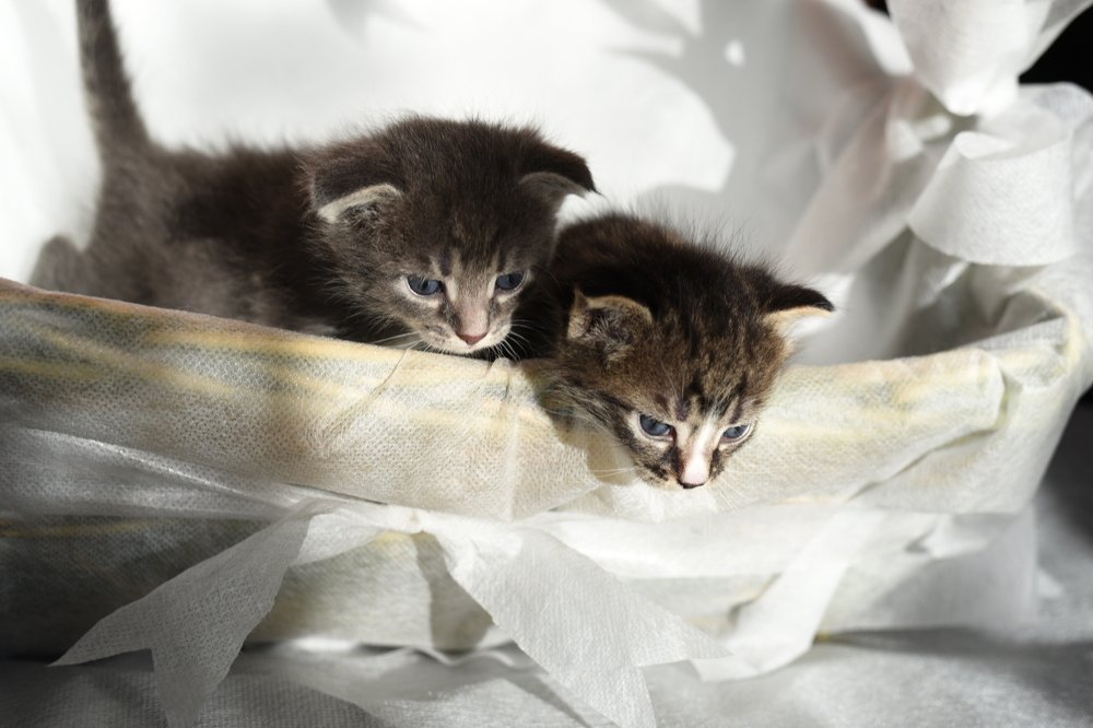 Photograph by Семен Батов