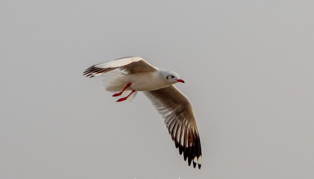 Photograph by Animesh