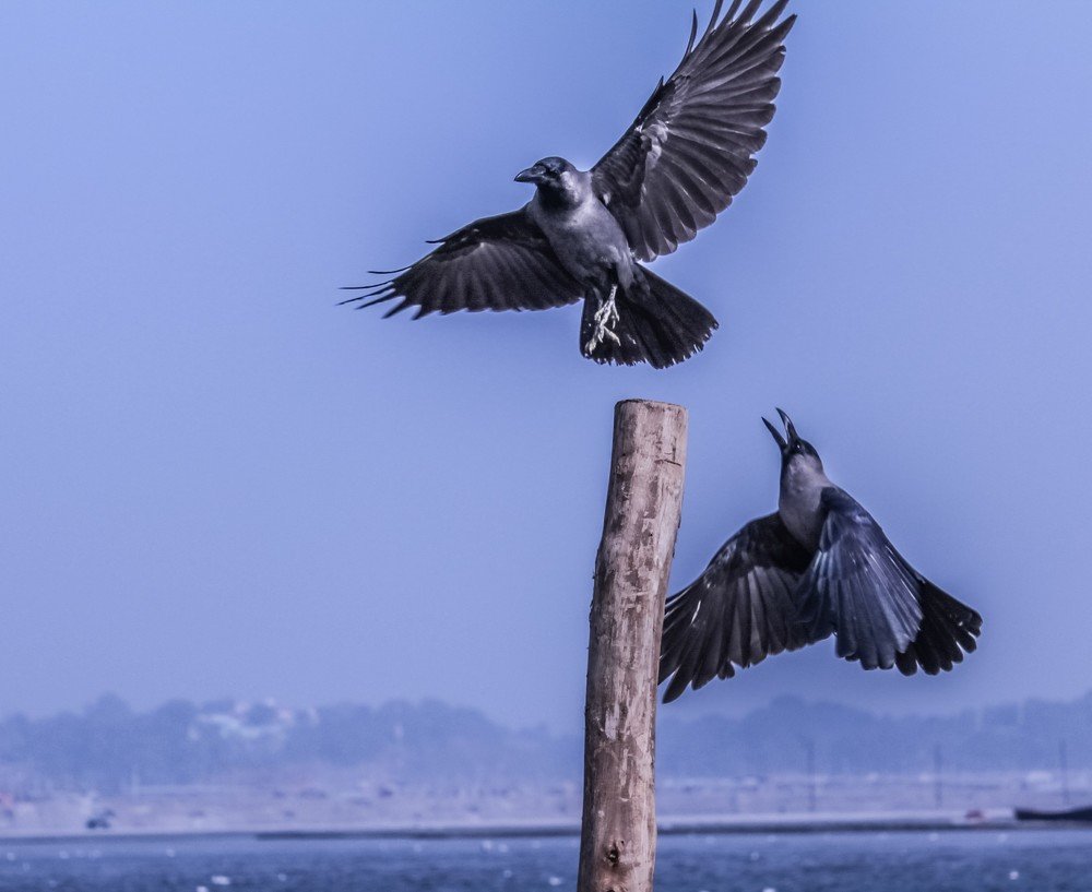 Photograph by Animesh