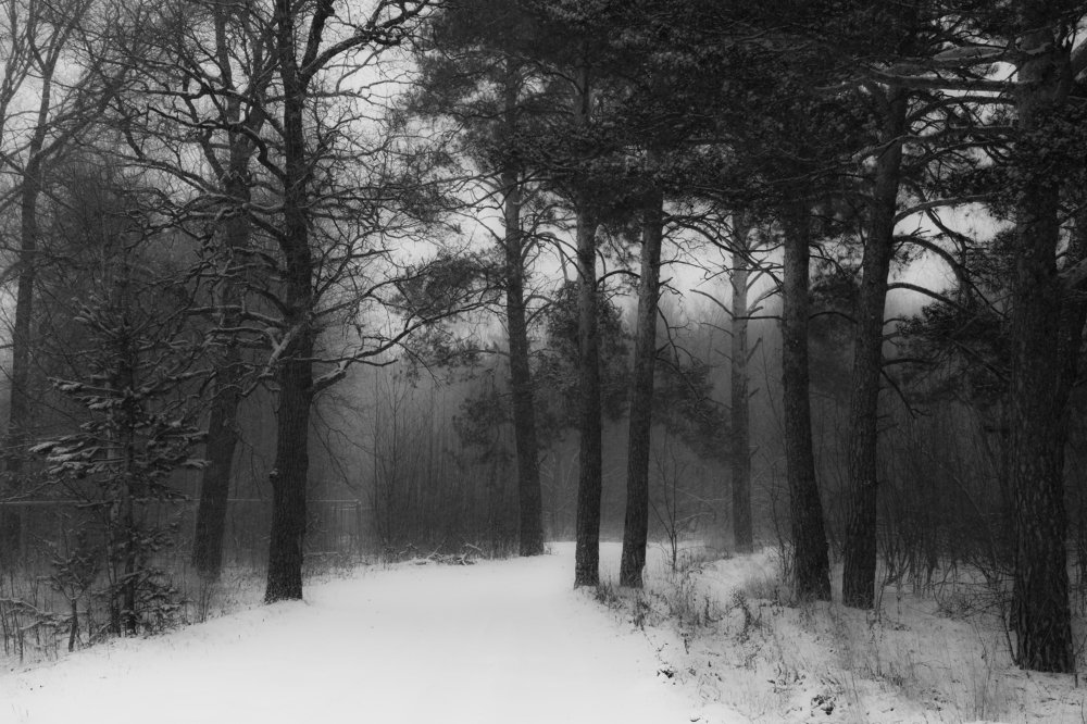 Черно-белая зима