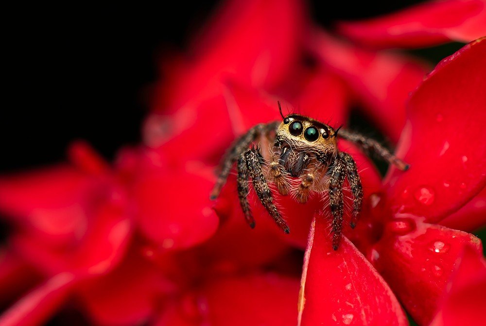 Photograph by Mridula S