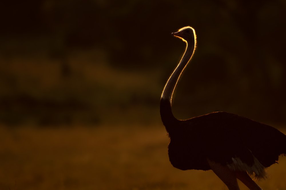 Walk Like an Egyptian