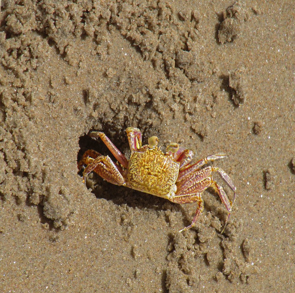 The Crabs