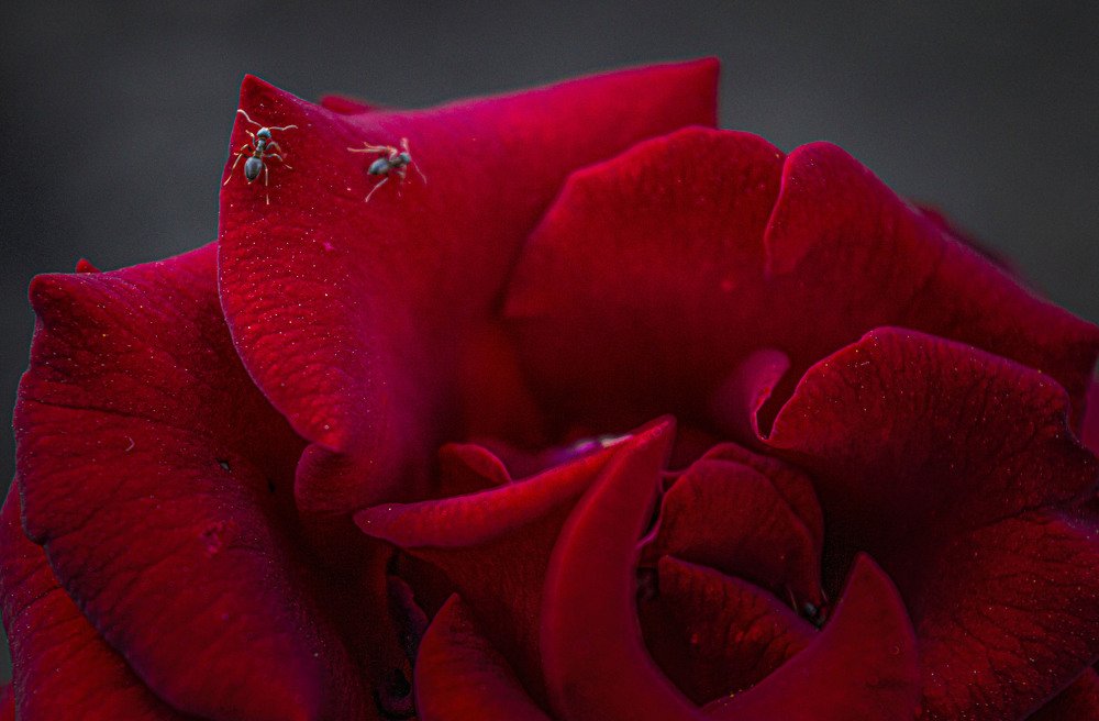 Photograph by Ирина Федорова