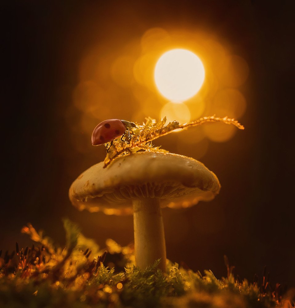 Photograph by Елена Иванова