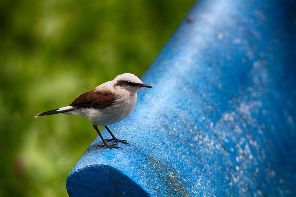 Photograph by Régis Santos