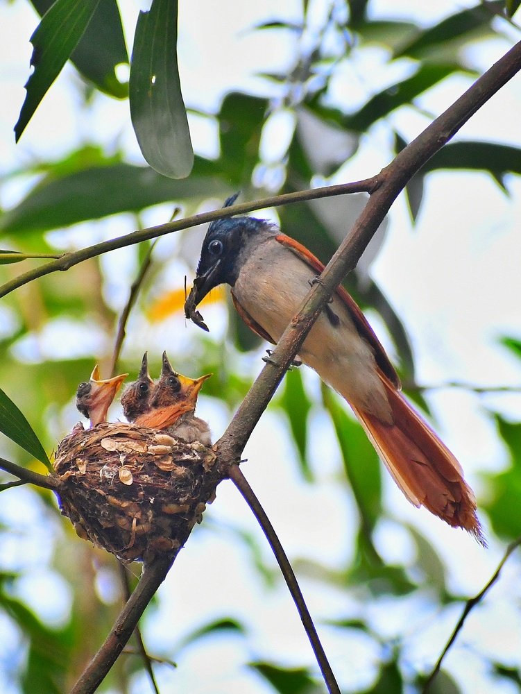 Photograph by Ankit Goswami