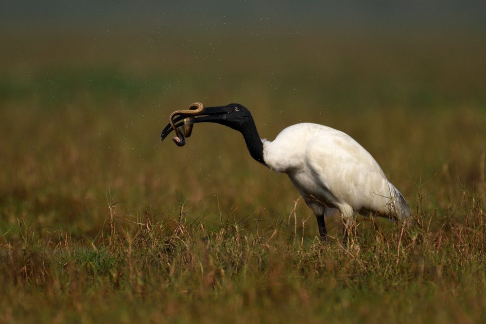 Фотография автора Mukul Mukherjee