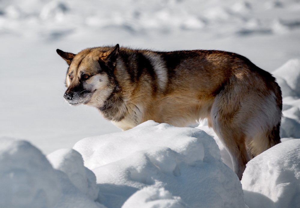 Photograph by Александр Шипиленко