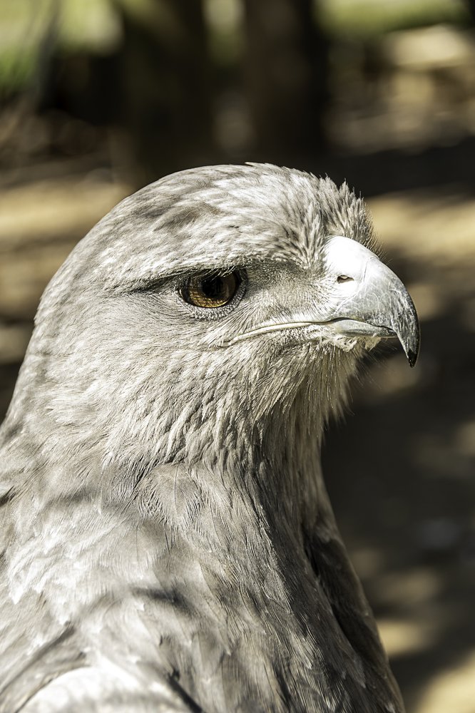 Grey Hawk Eagle