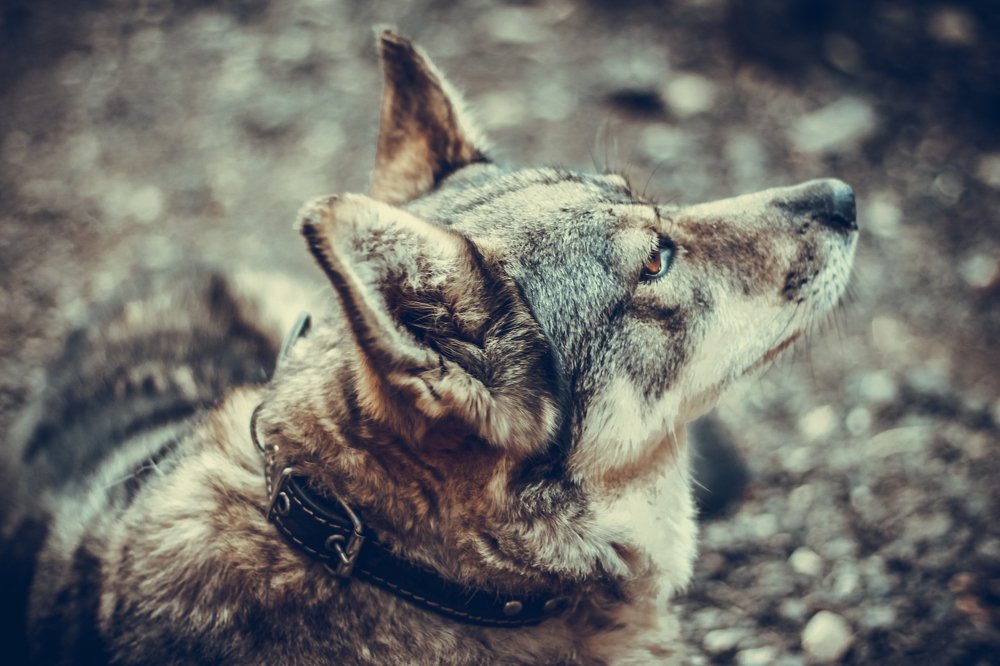 Фотография автора Анна Толмачева