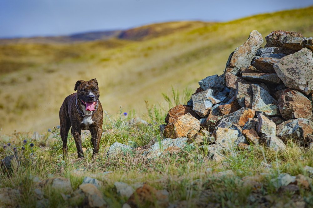 Photograph by петр чиков