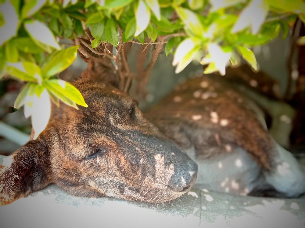 The Midday Nap