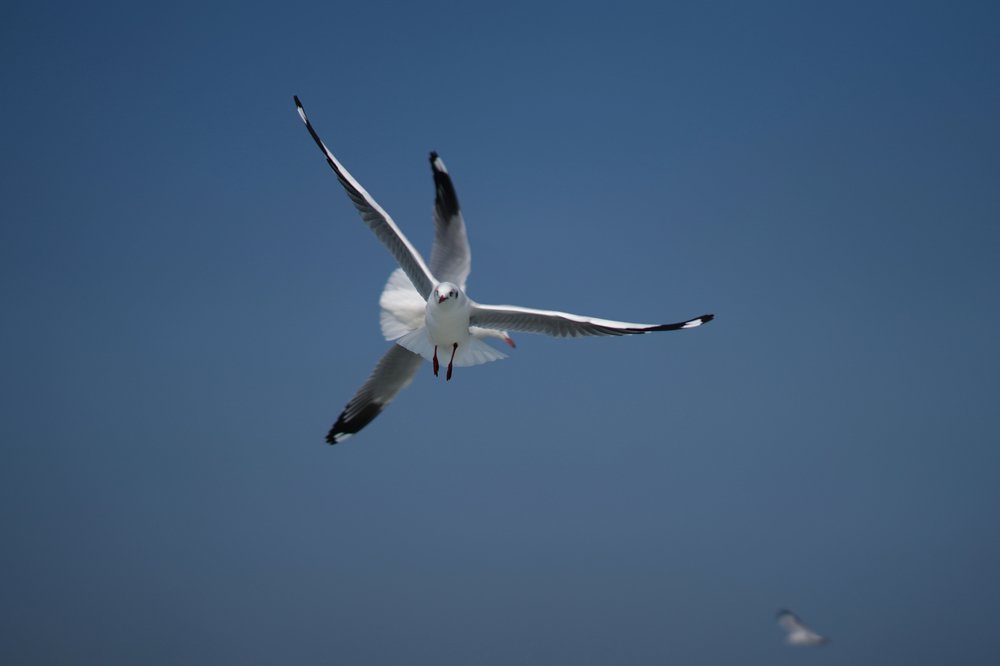 Photograph by  Pallab