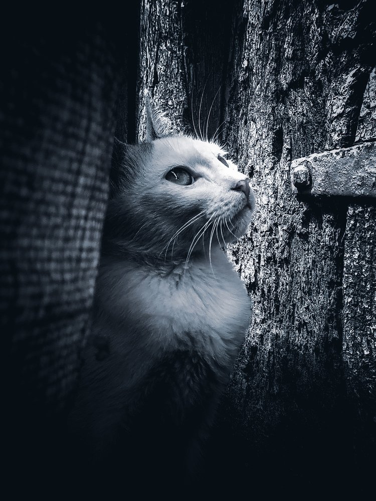 Photograph by Rohit Tonapi