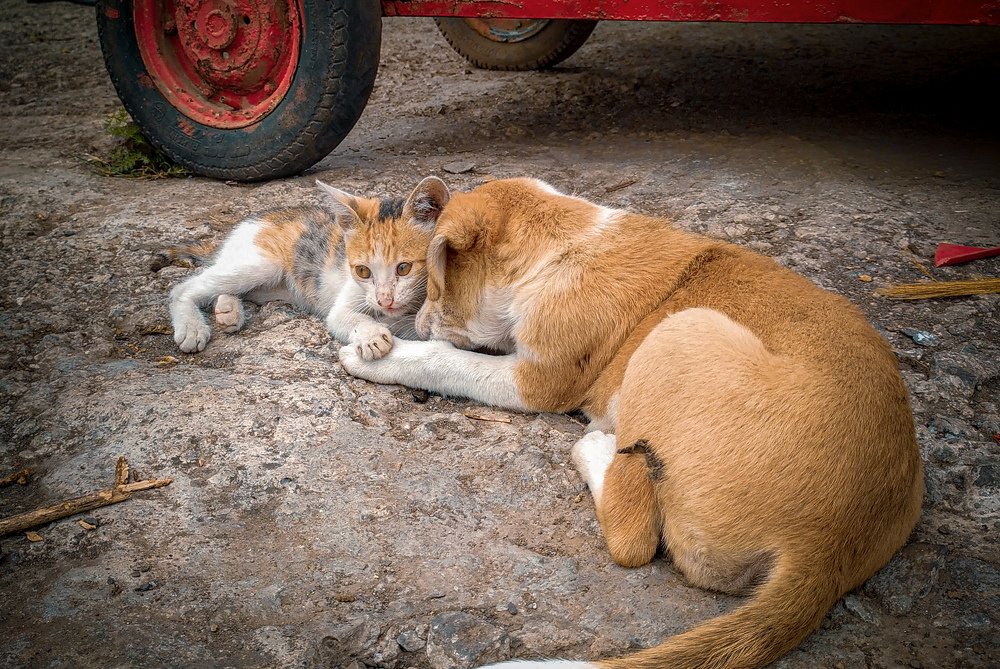 Photograph by Rohit Tonapi