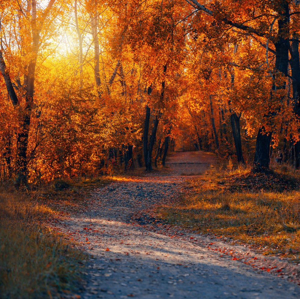 Фотография автора Сотников Иван