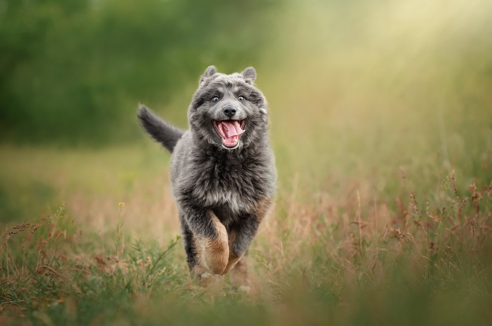 Голубой щенок