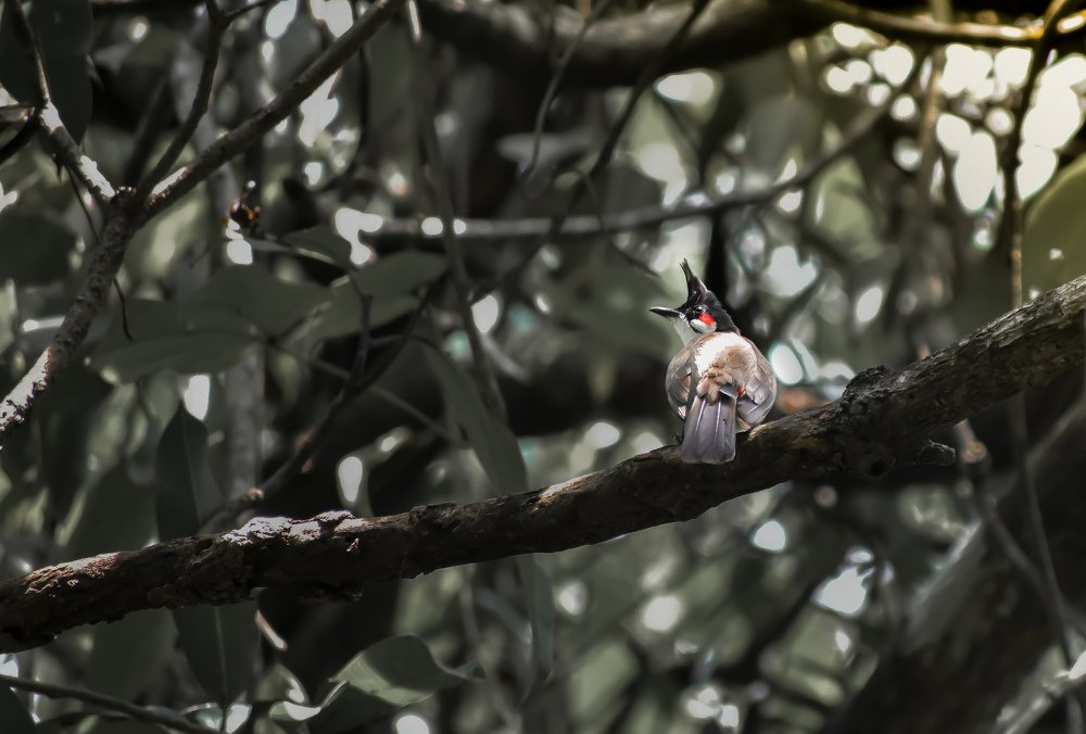 Photograph by ANIL AKSHAY