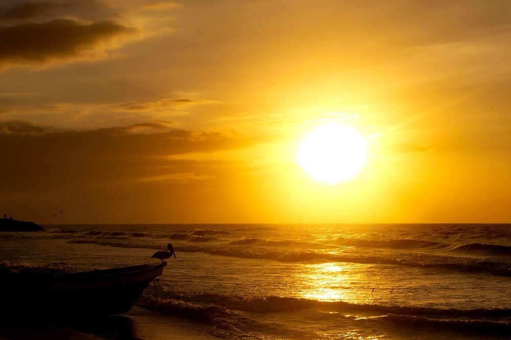 Hora dorada de un pelicano