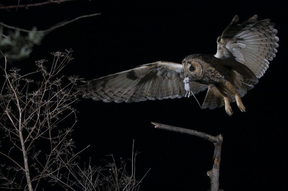 На крыльях ночи     On wings of the night