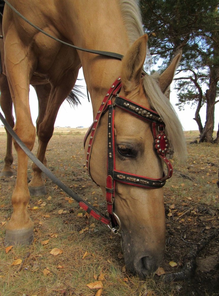Photograph by Марина Савченко
