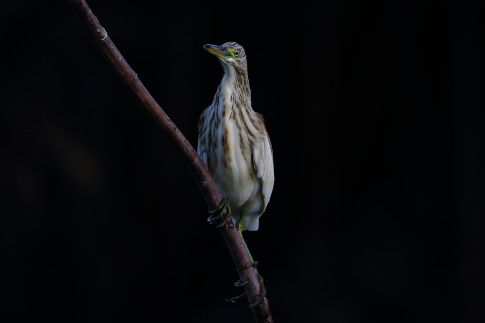 Photograph by doru spac