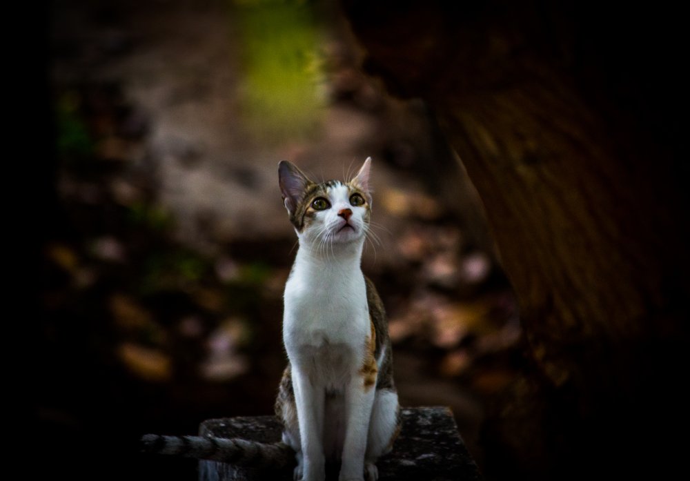 Photograph by Prasad Pavan