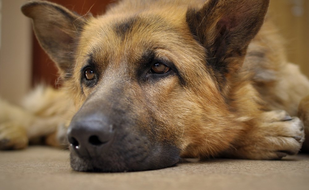 Собачья грусть