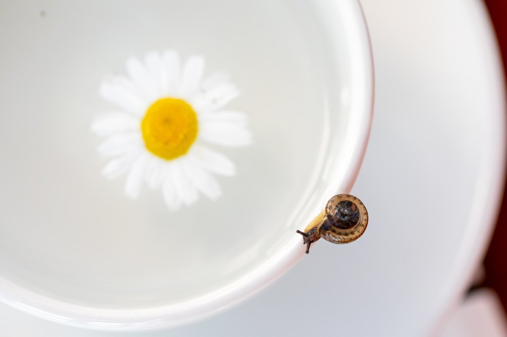 Photograph by Людмила Аксенова