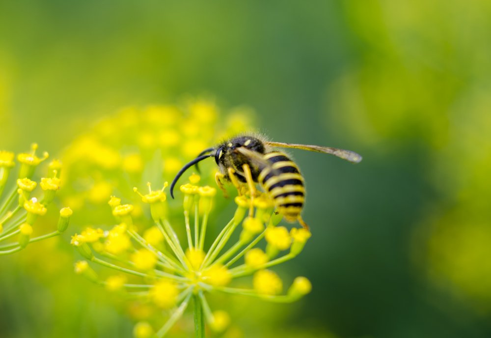 Photograph by Михаил Серебренников