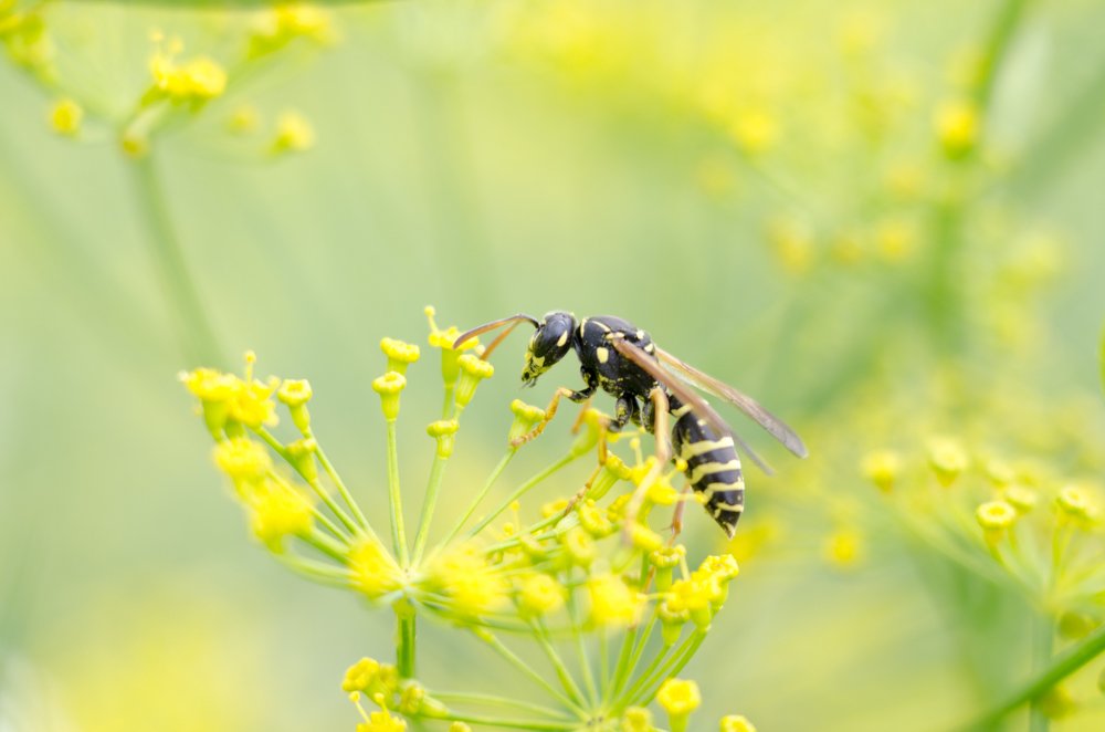 Photograph by Михаил Серебренников