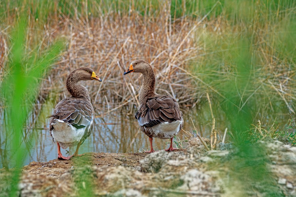 Два товарища