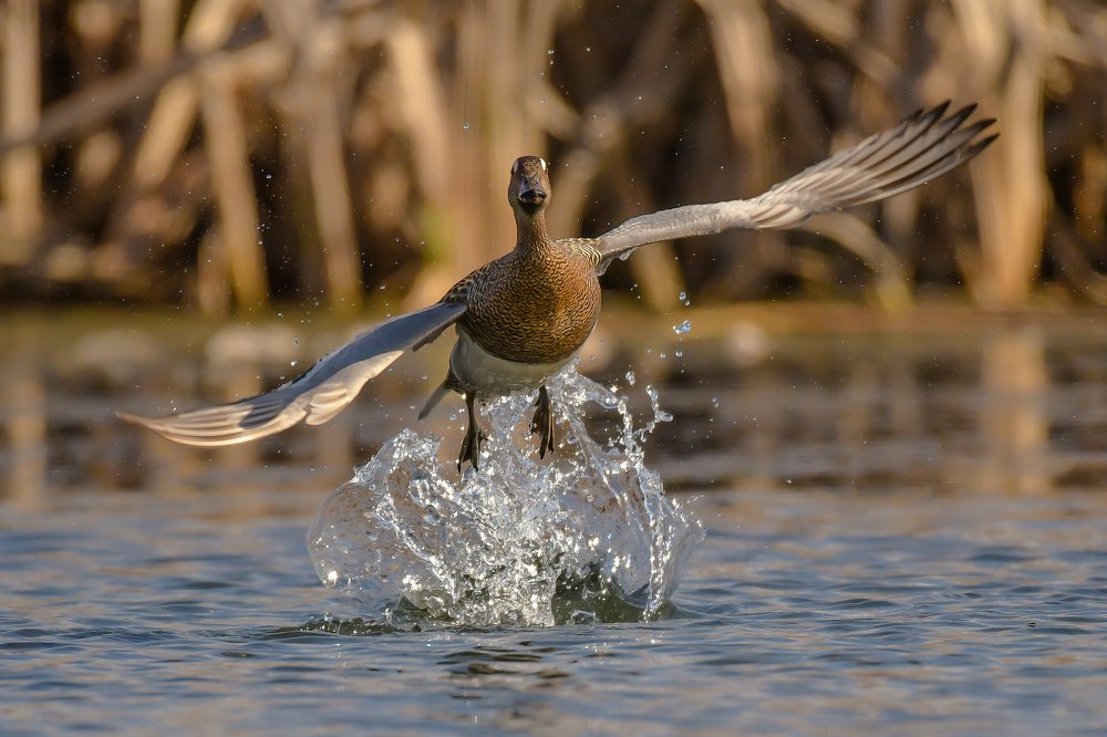 Photograph by Ксения Соварцева