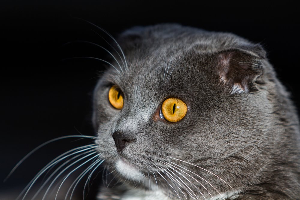 Photograph by Александр Лапшин