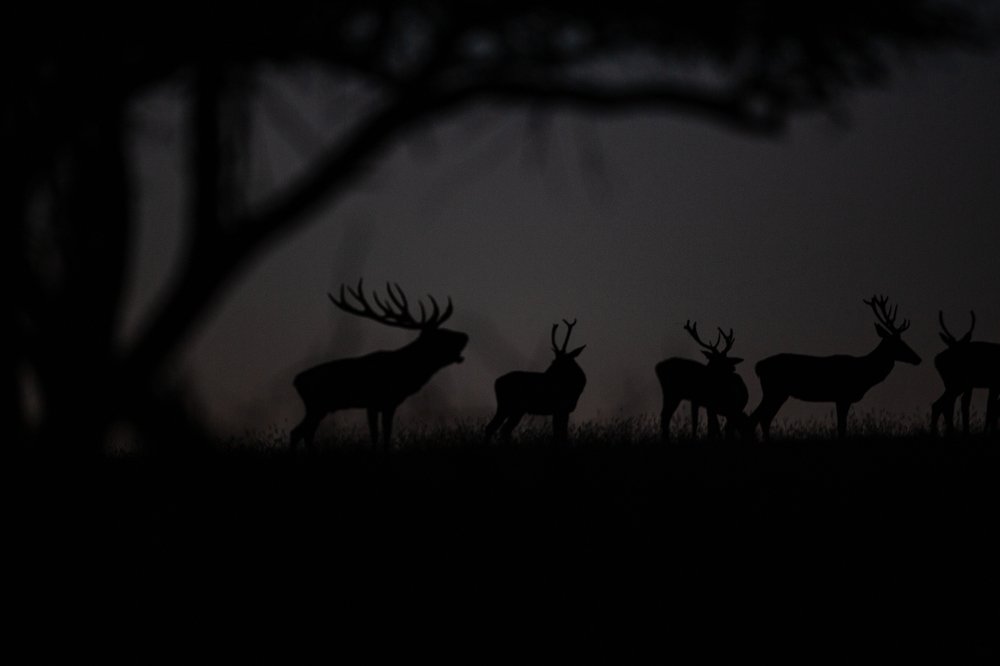 Photograph by Zsolt Horváth