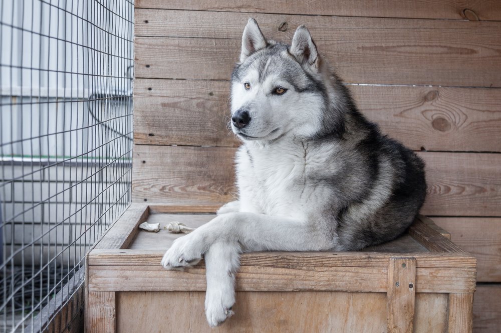 Photograph by Александр Лапшин