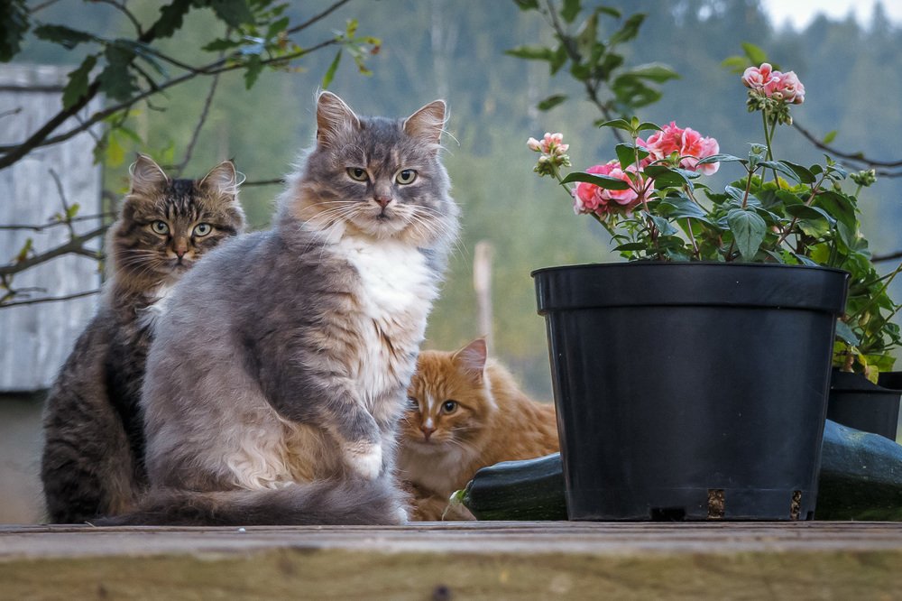 Белкина семья.