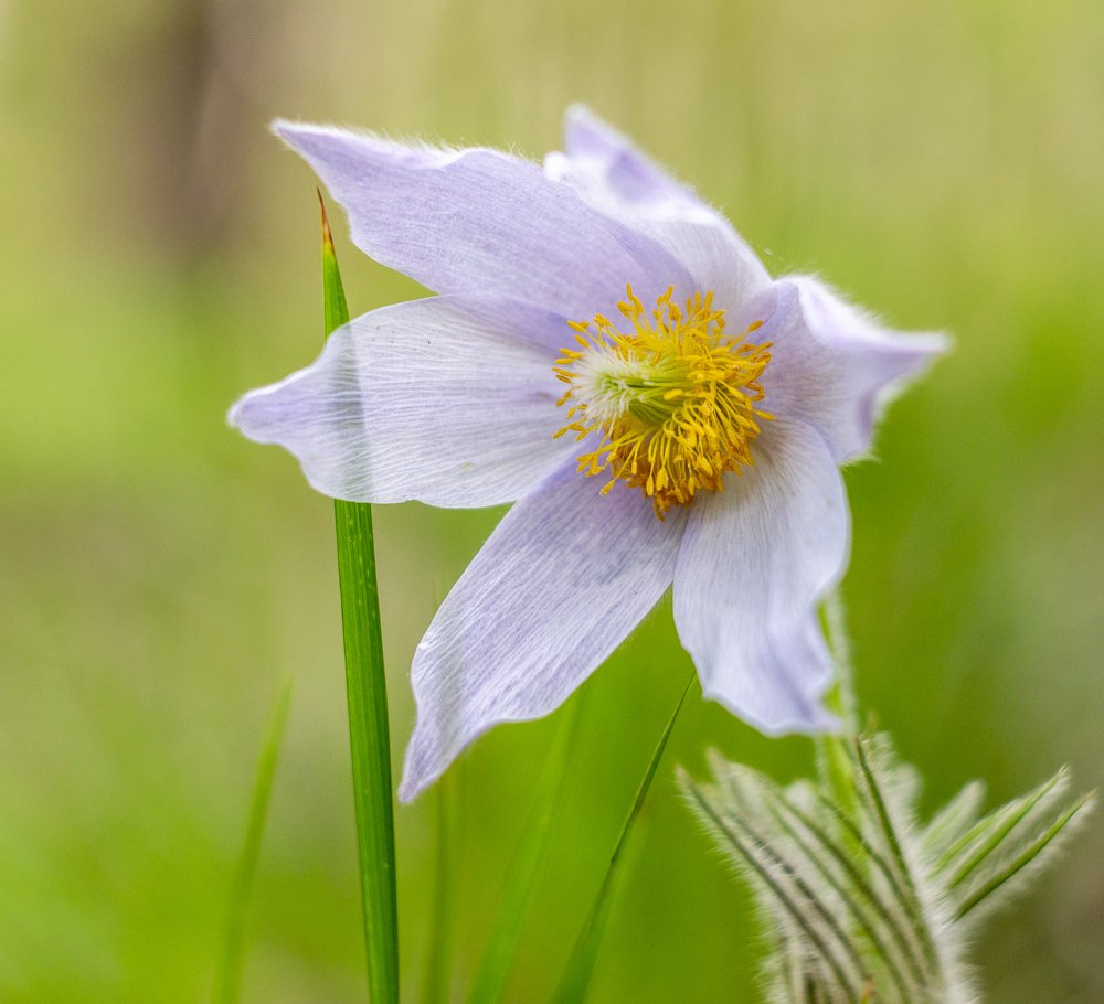 L’Anémone de prairie (Pulsatilla patens)