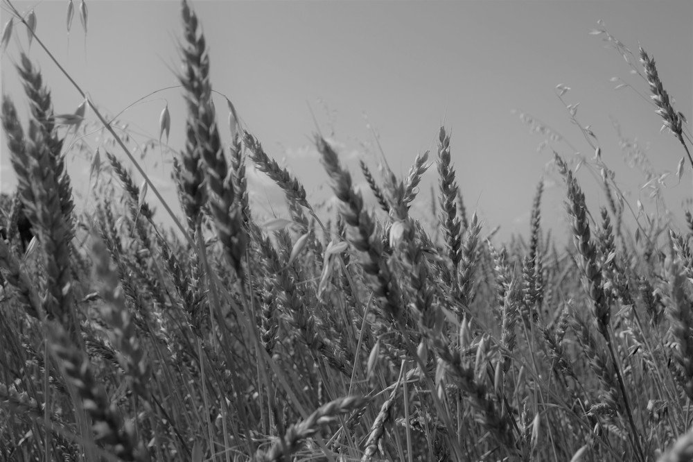 Photograph by Мария Коробова