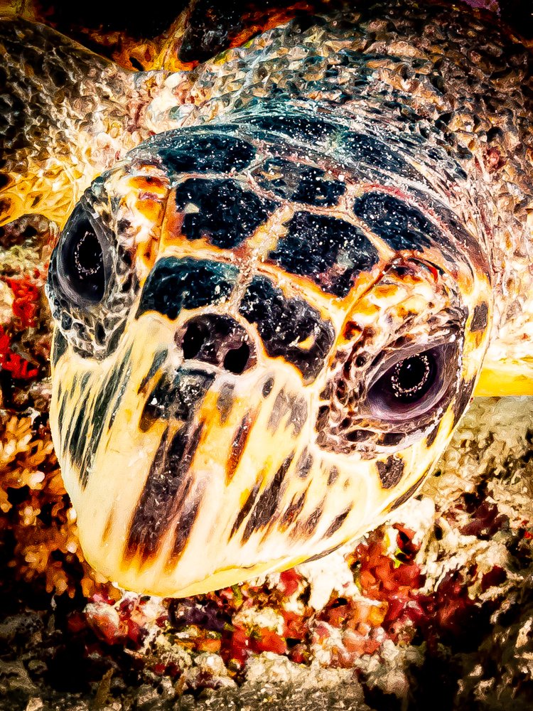 Photograph by Alexander Plakida