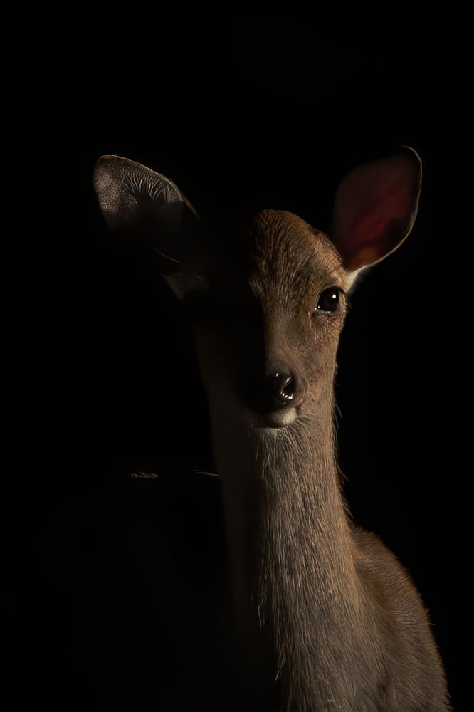 Photograph by Ernestas Balcikonis