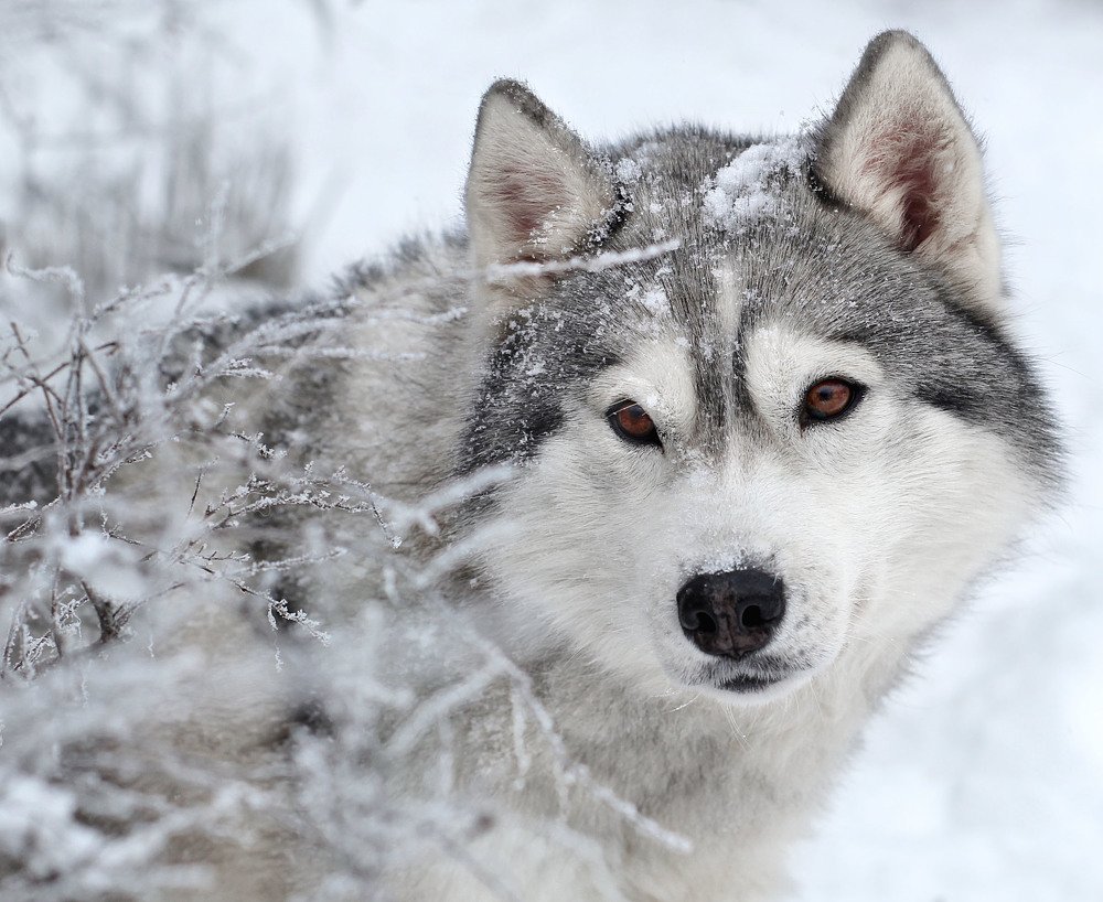 Photograph by Елизавета Болотникова