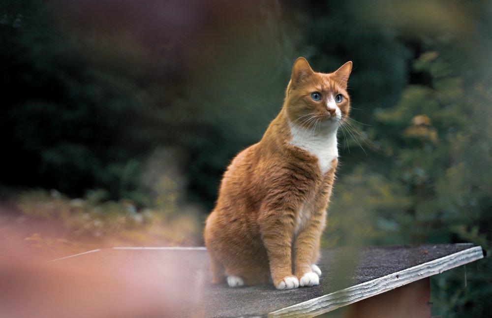 Guarding his property