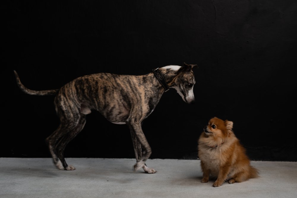 Photograph by Jekaterina Feldsteine