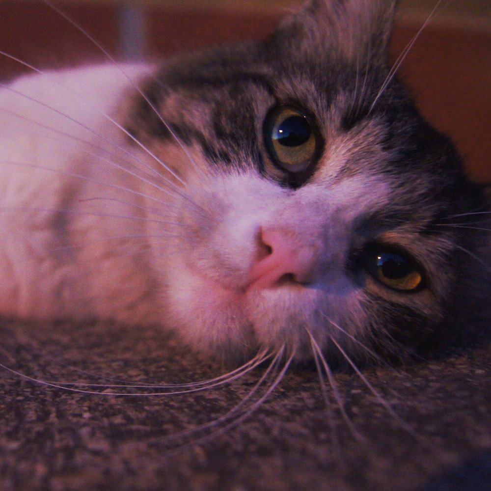 gatito lindo